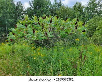 Small Trees Growing In An Overgrown Field