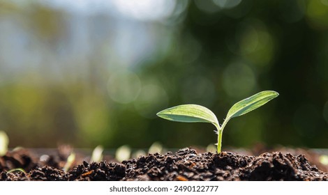 small trees, growth, young plants, planting, care, nature - Powered by Shutterstock