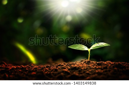Small trees with morning sunlight, the concept of plant and plant growth