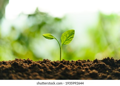 Small trees on the soil in nature Planting trees - Shutterstock ID 1935992644
