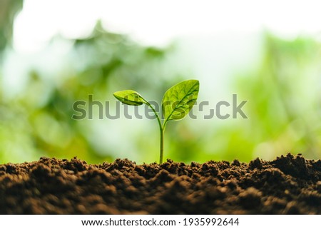 Small trees on the soil in nature Planting trees