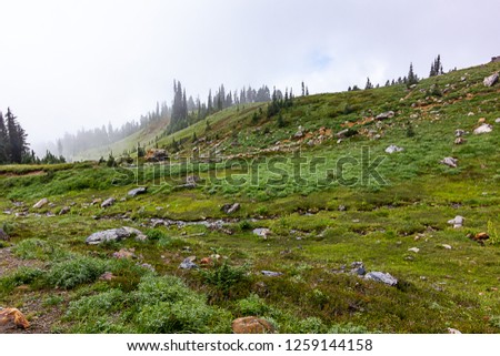 Small trees and open fields in subalpine meadow in washington