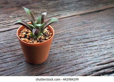 Small trees in pots