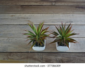 Small trees in pots on the table.
