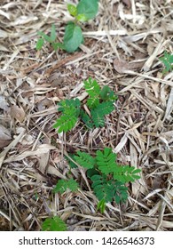 Small trees that are sprouting from the ground