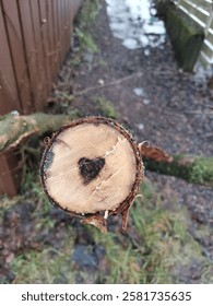 Small treestump with heart inside