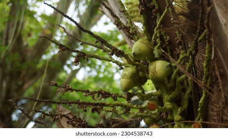 the small tropical coconuts fruit