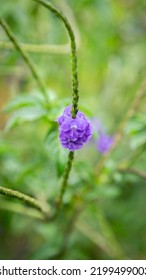 Small Tropical Flower In Nature 