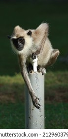 A Small Tufted Gray Langur Drinking Water From A Tap In China Bay Sri Lanka