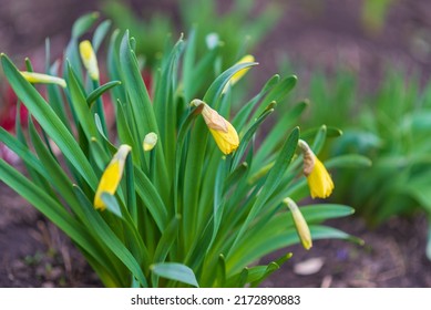 A Small Tulip In A Garden. Spring Time, Gardening.