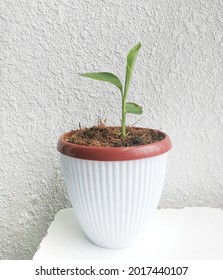 A Small Tumeric Plant In A Pot With White Background. Tumeric Plant Is An Essential Plant  In Malay Community Because The Leaves And Roots Are Used In Cooking And As Alternative Herbal Medicines. 