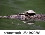Small Turtle Basking on Log Looking Left at Lake Springfield