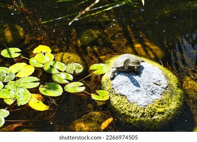A small turtle basks on a sunlit rock in a shallow pond, surrounded by floating lily pads, clear water, and warm natural reflections.