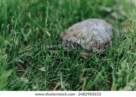 small turtle crawling in green grass, pond slider, Trachemys scripta, Emydidae, freshwater tortoise, Chrysemys scripta elegans, unusual pet for home, copy space