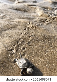 
A small turtle crawling on the beach