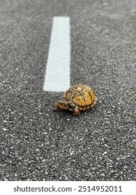 Small turtle crossing the road