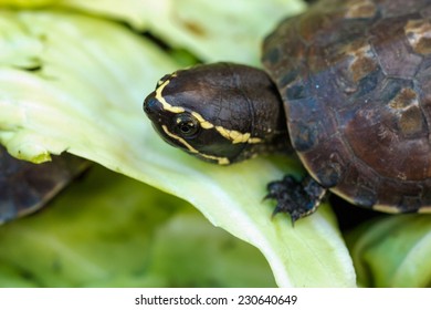 Small turtle and  the  grass