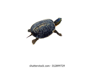 Small Turtle Isolated On White Background Stock Photo 312899705 