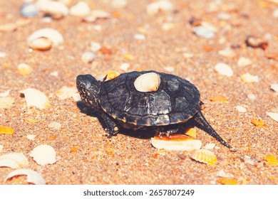 Small turtle navigates a sandy beach strewn with seashells. Tiny turtle, shell patterned with dark markings, makes its way across the beach