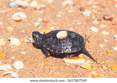 Small turtle navigates a sandy beach strewn with seashells. Tiny turtle, shell patterned with dark markings, makes its way across the beach