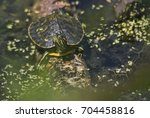 Small Turtle on Log in Aquatic Garden