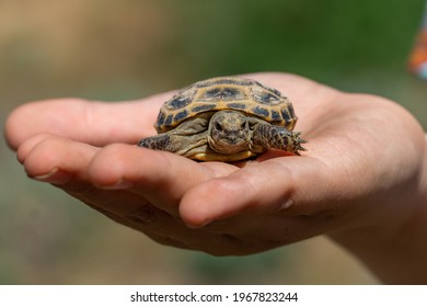 Small Turtle On The Palm Of A Man. Land Turtle In The Steppe. The Turtle Is Walking On The Grass. Cute Little Turtle, Close Up Face 