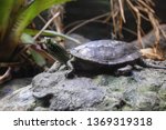 Small turtle on rock