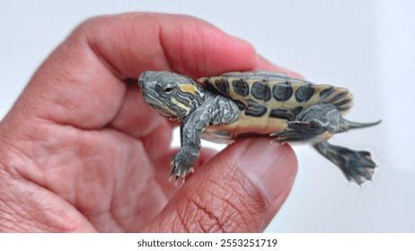 small turtle on white background held in hand
