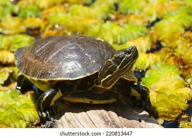 Small Turtle On The Wood