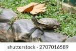 A small turtle with a patterned shell and red markings on its head rests on a rock surrounded by green grass and a fallen leaf.