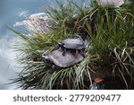 small turtle posing the back of the large turtle