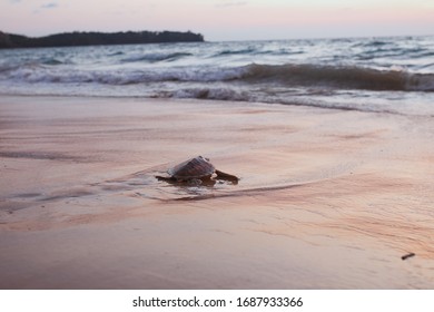 Small Turtle Running To The Sea In Sunset Lights. Taking Care Of Nature And Enviroment, Safe The Ocean And Sea Creatures