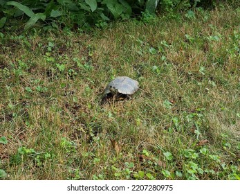 A small turtle slowly making ts way across a lawn.