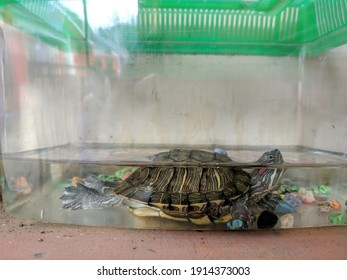 small turtle swimming half submerged in a cage filled with water
