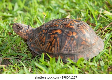 Small Turtle That Barely Poking Head Stock Photo (Edit Now) 198041237