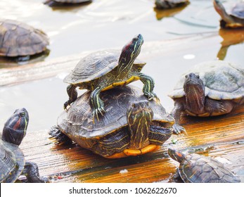 54 Small turtle on back large Images, Stock Photos & Vectors | Shutterstock