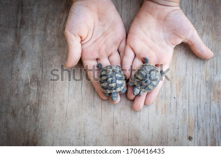 Small turtles children hand rough background