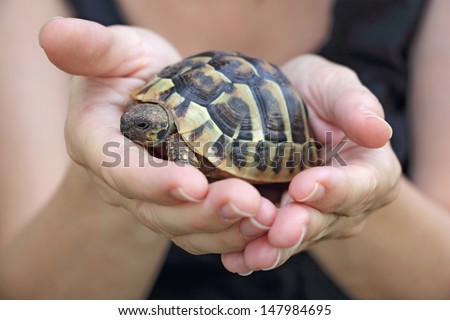 Small turtles, pet in the hands of girls