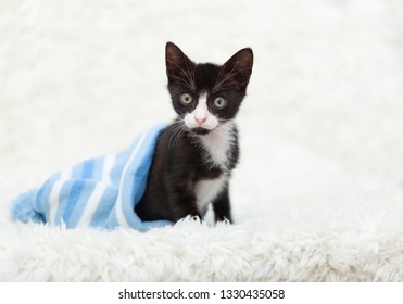 Small Tuxedo Kitten Laying Inside Of A Blue Striped Snow Hat, On Top Of A White Shag Rug.