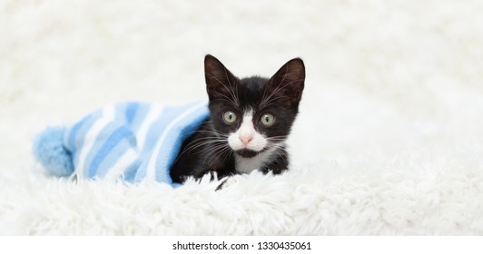 Small Tuxedo Kitten Laying Inside Of A Blue Striped Snow Hat, On Top Of A White Shag Rug.