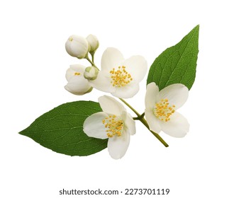 Small twig of Jasmine (Philadelphus) flowers and leaves isolated on white - Shutterstock ID 2273701119