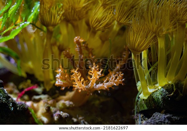 small twig of Kenya tree coral, big parazoanthus\
colony, yellow crust sea anemone polyps in strong current, healthy\
animals in nano reef marine aquarium, popular pet in LED actinic\
blue low light