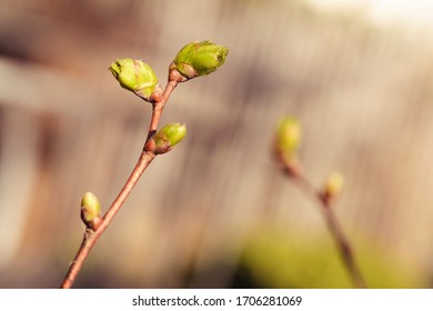 Small twig of a lime tree with buds in springtime