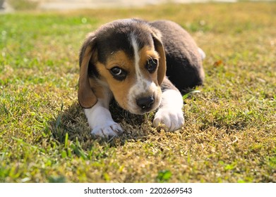 4,393 2 Month Old Puppy Images, Stock Photos & Vectors | Shutterstock