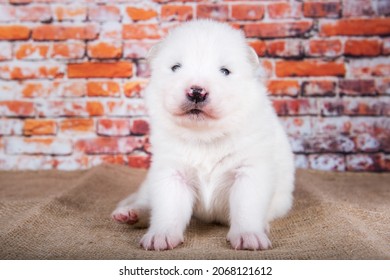 Small two weeks age old cute white Samoyed puppy dog