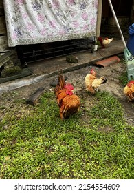 ternak ayam serama