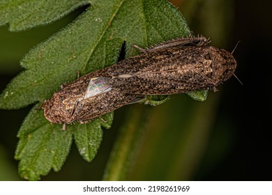 Small Typical Leafhoppers Of The Tribe Gyponini