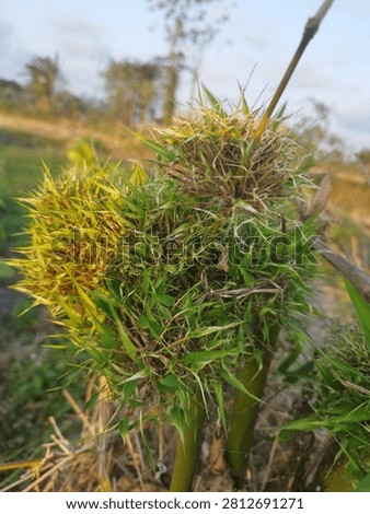 small, uncared-for bamboo trees in nature