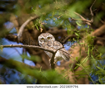  small uncrested owl with a round head and a short tail. It is grayish-brown overall with white spots above while its underparts are white with brown bars.