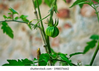 Oxheart Tomato Hd Stock Images Shutterstock